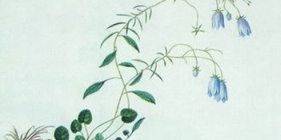 botanica